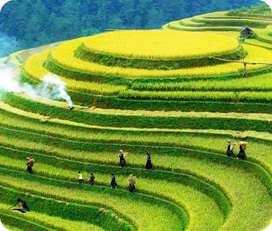Rice Terrace