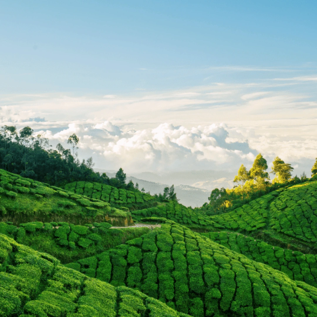 Munnar Tea Gardens