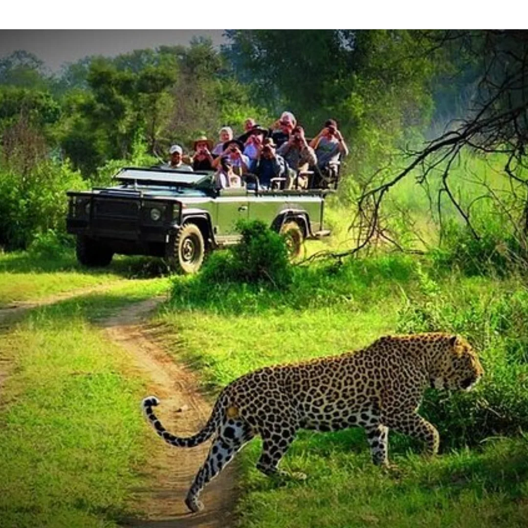 Jungle Safari