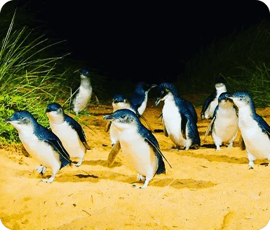 Phillip Island