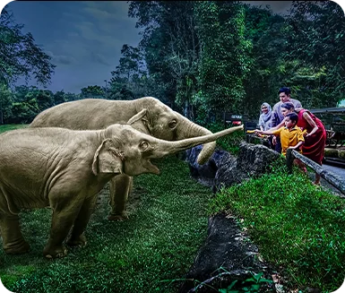 Night Safari